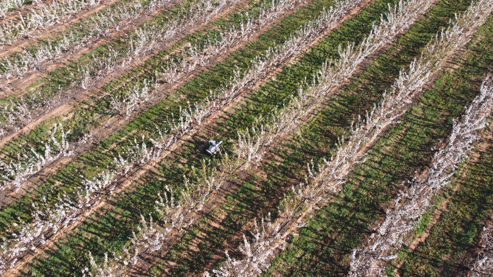 Orchard rows in blossom at Cobram
