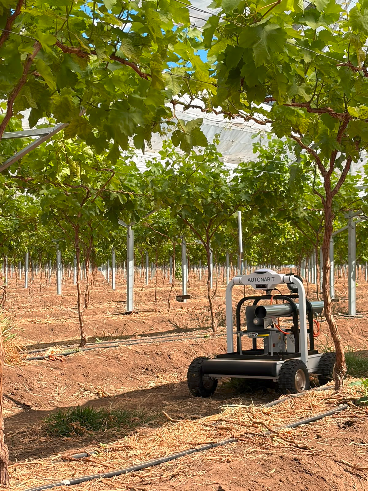 Table grape vines at Emerald